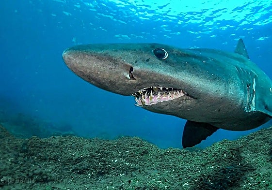 Ejemplar de tiburón solrayo en aguas canarias.
