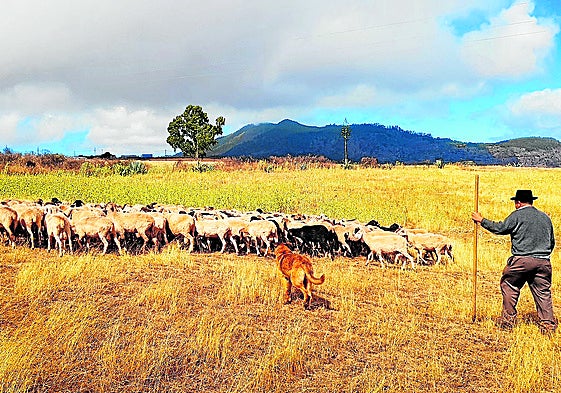 Un pastor acompañado de su perro conduce un rebaño de ovejas en las medianías.