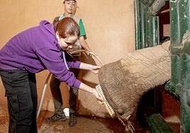 Una de las alumnas de otras ediciones del campamento cepilla y lava las patas a un elefante.