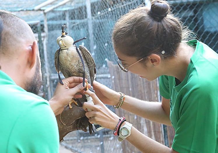 El cuidado de las aves también entra en la semana de formación en el centro situado en el municipio de Pájara.