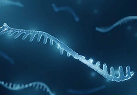 Recreación de moléculas de micro-ARN.