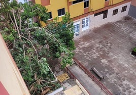 El árbol que se desplomó en el Parque Chona Madera.