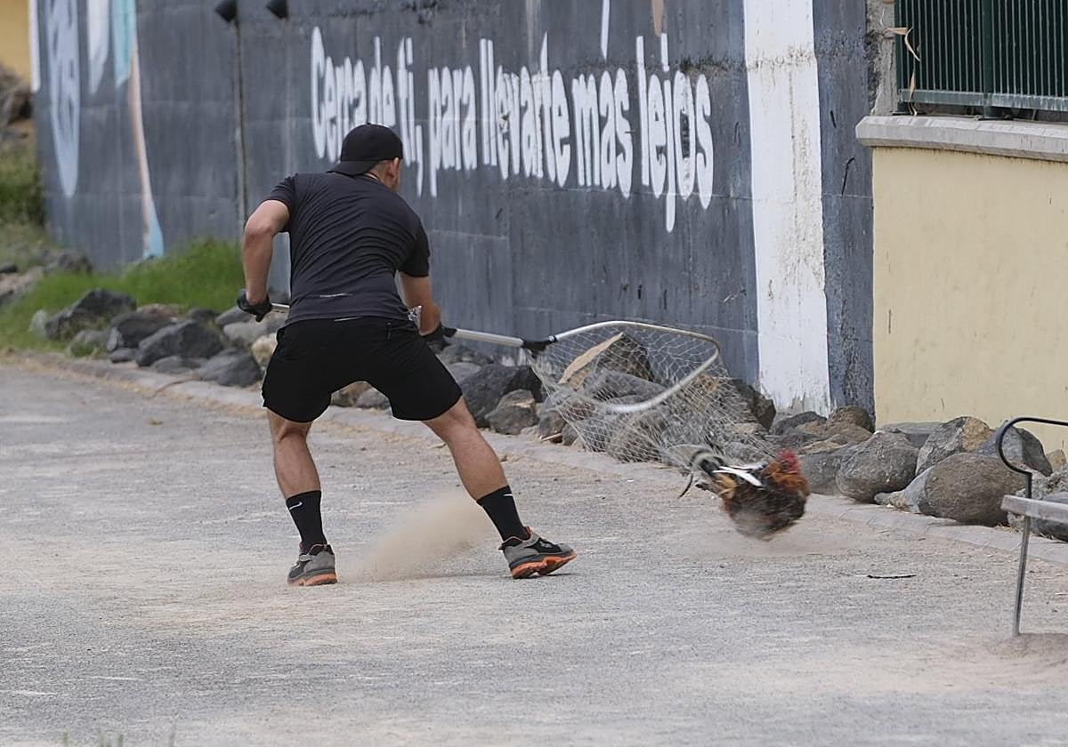 Captura de gallos y gallinas en La Paterna.