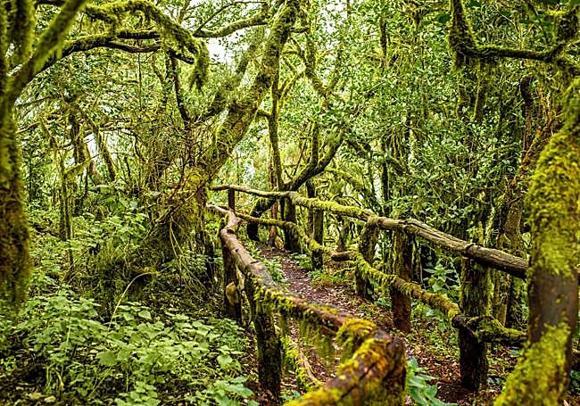 El Parque Nacional de Garajonay, en La Gomera, preocupa por el cambio climático.