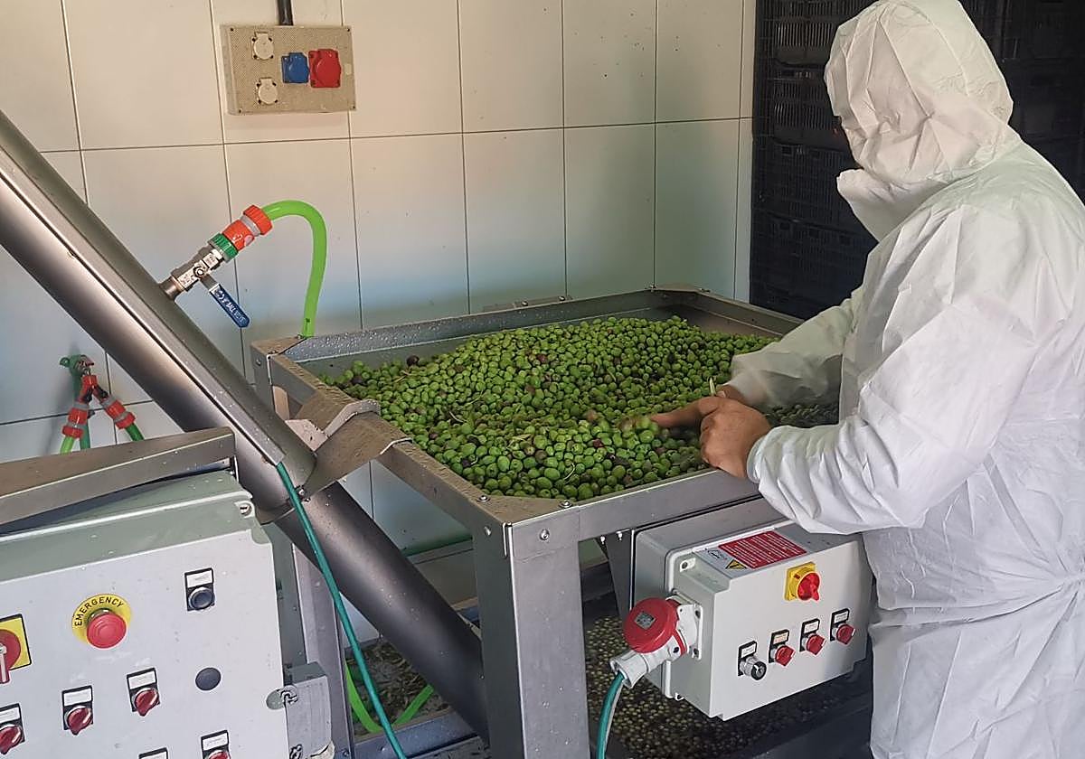 La almazara, en plena faena.