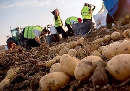 Recogida de papas en Canarias.
