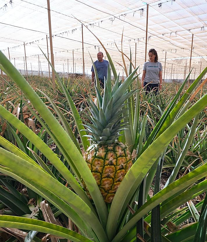 Imagen secundaria 2 - La plantación de piñas tropicales se divide entre dos invernaderos.