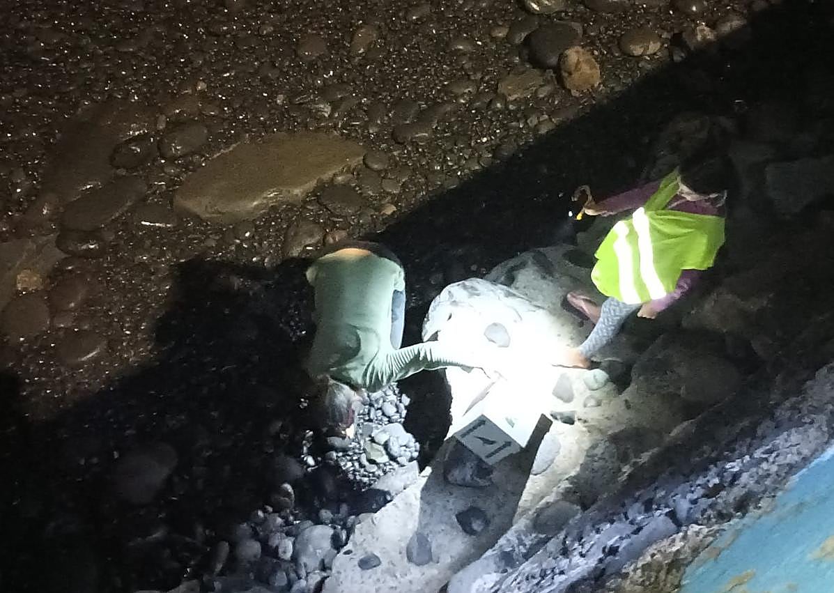 Imagen secundaria 1 - Los voluntarios trabajan de noche, rescatan las aves caídas y, tras valorarlas, son puestas en libertad.