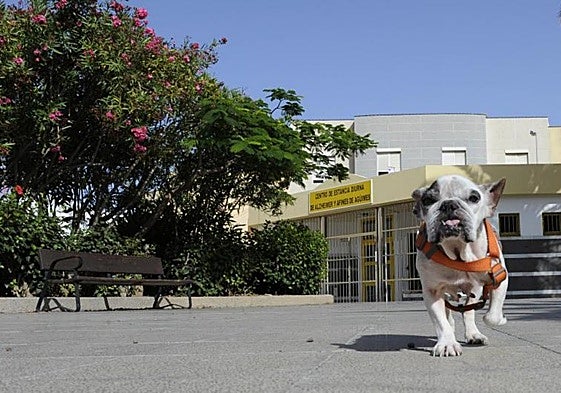 Los perros canarios hasta ahora han estado libres de sufrir leishmaniosis.