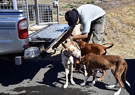 Un cazador con sus perros en las cumbres de Gran Canaria.