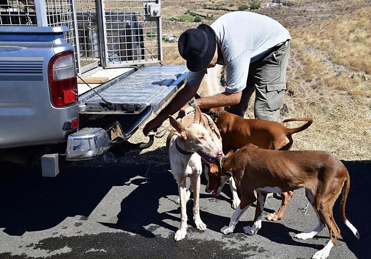 Un cazador con sus perros en las cumbres de Gran Canaria.