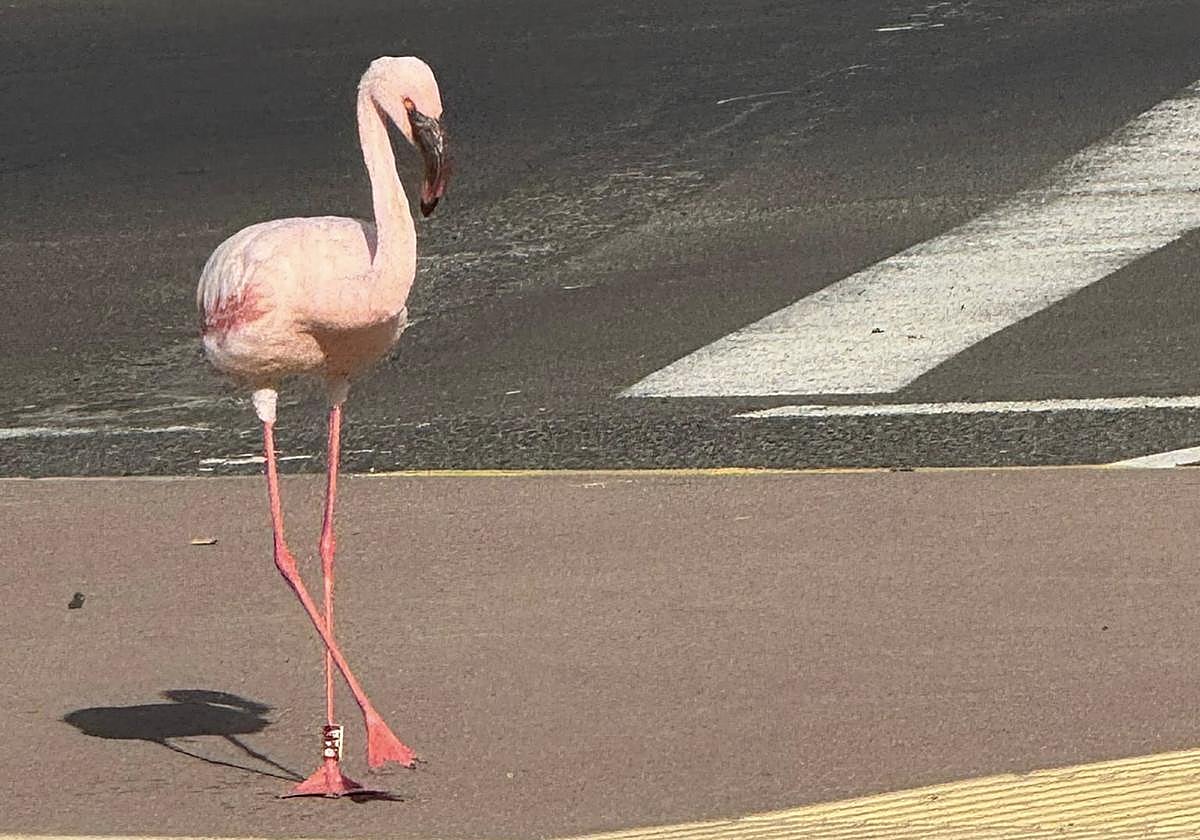 El ejemplar se paseó tan tranquilo entre los coches de la avenida marítima de Puerto del Rosario.