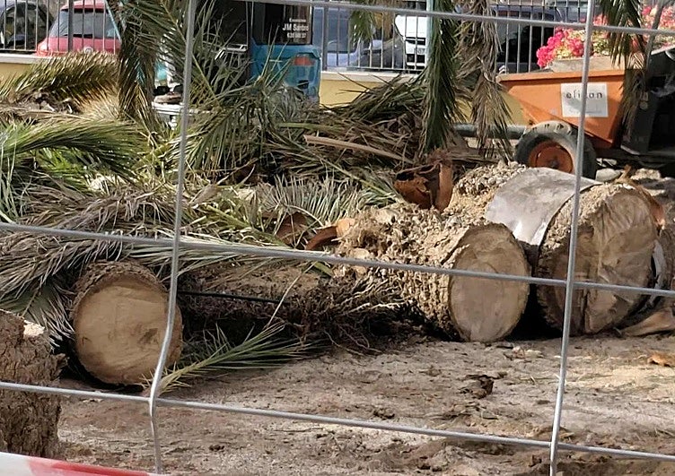 Palmeras taladas en los jardines de la Casa de la Cultura de Arinaga.