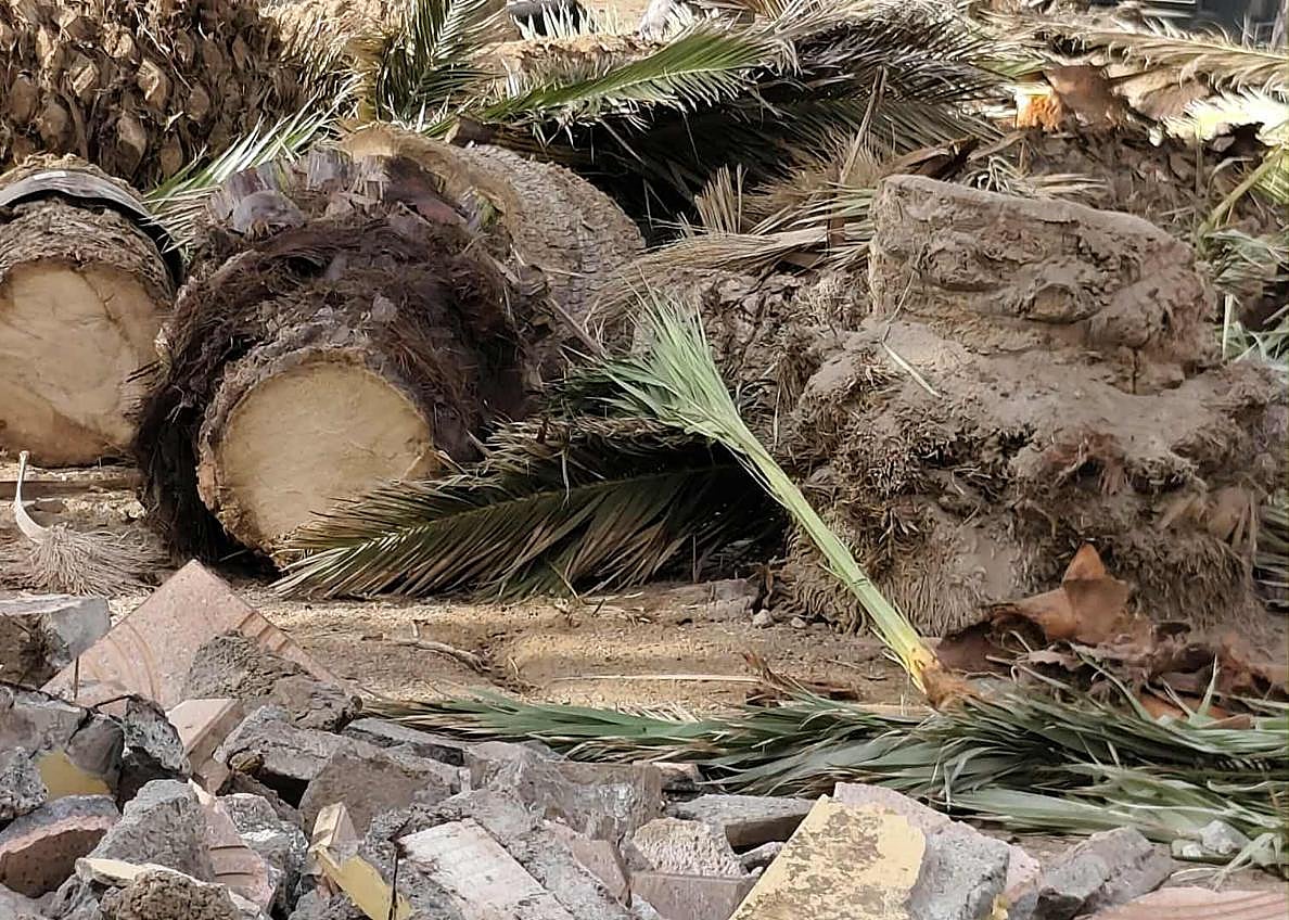 Imagen secundaria 1 - Agüimes tala 14 palmeras por las obras en el parque de la Casa de la Cultura de Arinaga
