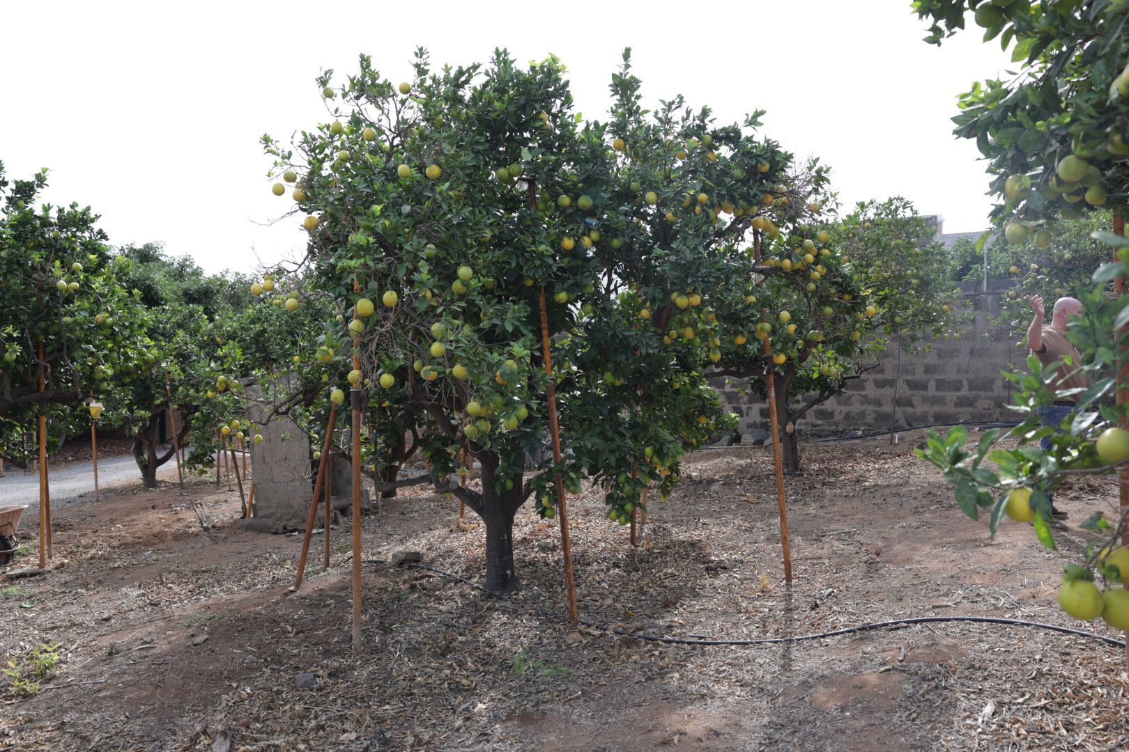 Han tenido que apuntalar los naranjeros para que las ramas no caigan por la enorme cantidad de naranjas que llevan.