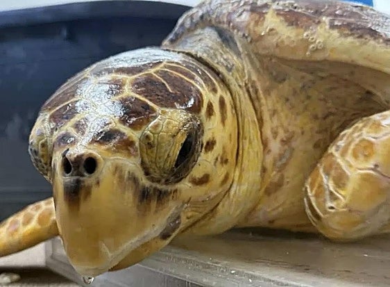 Wednesday, el primer caso de una tortuga marina recuperada en Canarias que es recapturada en aguas estadounidenses.