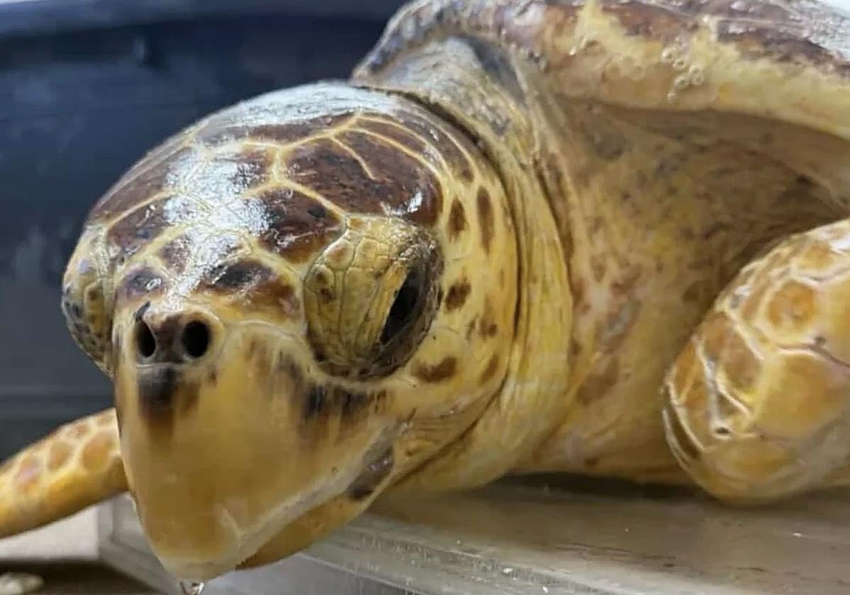 Wednesday, el primer caso de una tortuga marina recuperada en Canarias que es recapturada en aguas estadounidenses.