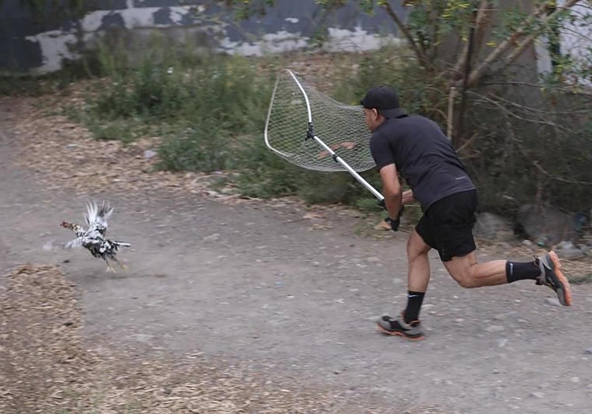 Actuación contra los gallos en La Paterna iniciada por el Ayuntamiento de Las Palmas de Gran Canaria.