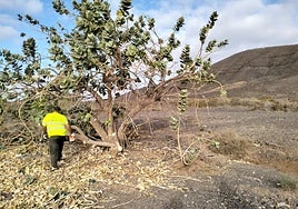 Ejemplar del árbol de la seda, en un barranco majorero.