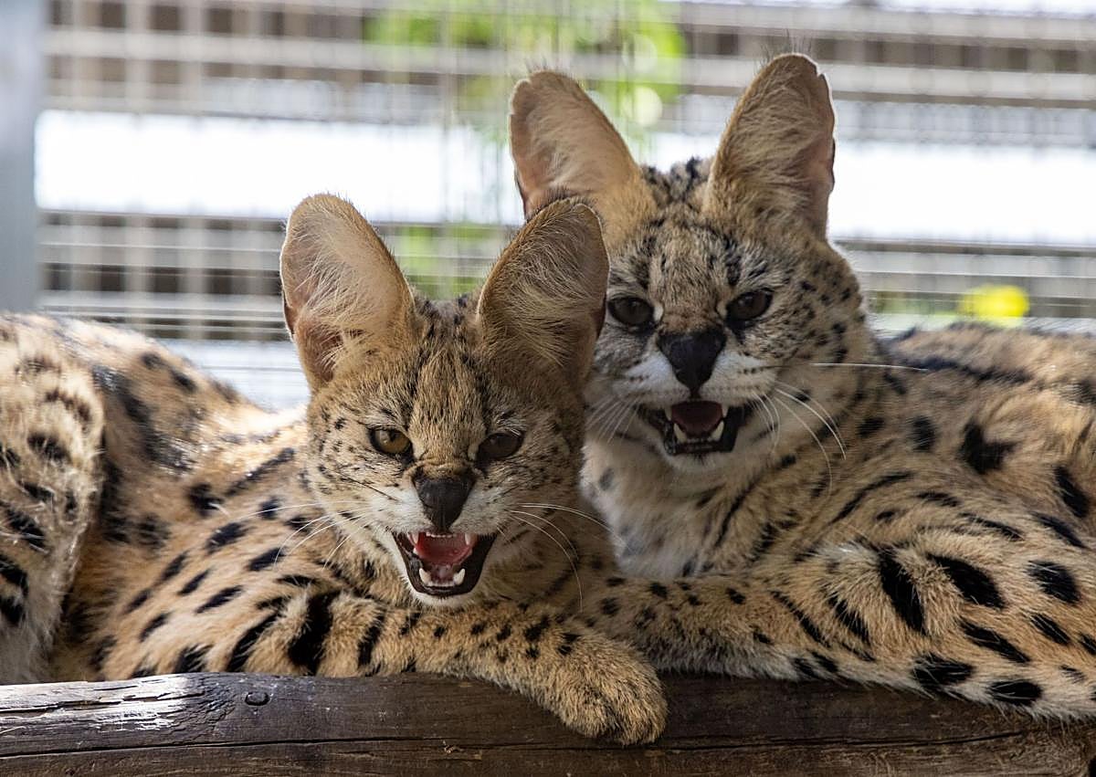 Imagen secundaria 1 - La red del narcotraficante José el del Buque tenía felinos salvajes de manera ilegal en Gran Canaria
