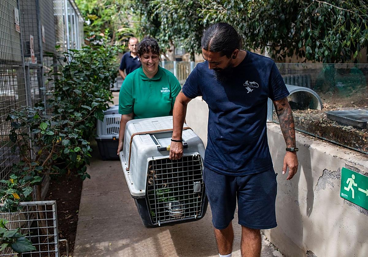 Imagen principal - La red del narcotraficante José el del Buque tenía felinos salvajes de manera ilegal en Gran Canaria