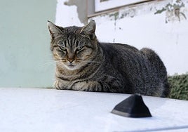 Gato callejero en Cañada Honda, en la capital grancanaria.