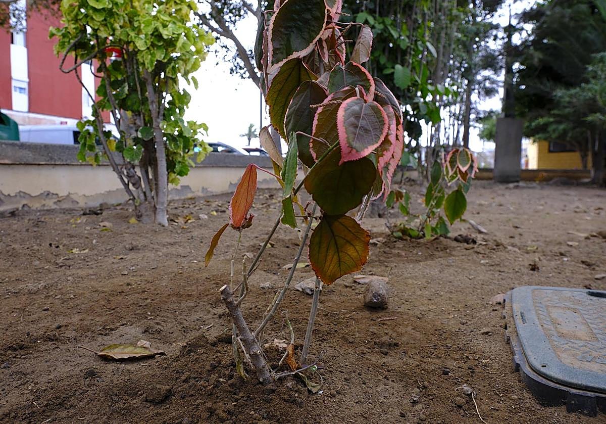 Uno de los arbustos mutilados en la plaza en La Feria.