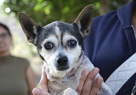 Imagen de Patuco tras ser rescatado del contendeor.