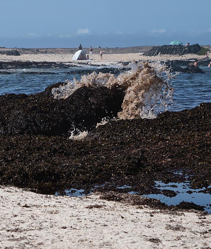 Imagen secundaria 2 - Los montones de algas sirven refugio a aves, insectos y crustáceos.
