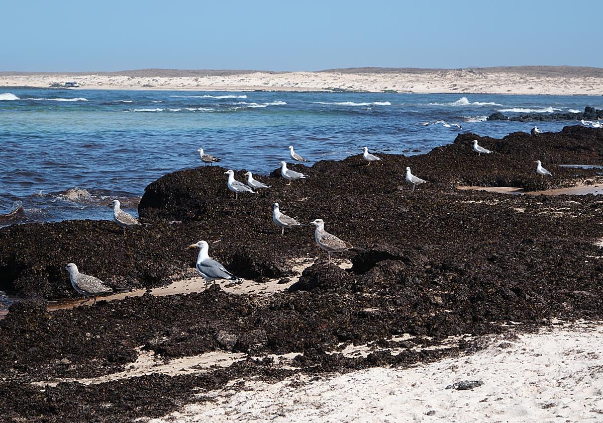 Imagen principal - Los montones de algas sirven refugio a aves, insectos y crustáceos.