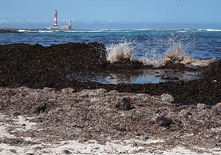 Sebas en la playa del Marrajo, cerca del faro de El Cotillo, en el municipio de La Oliva.
