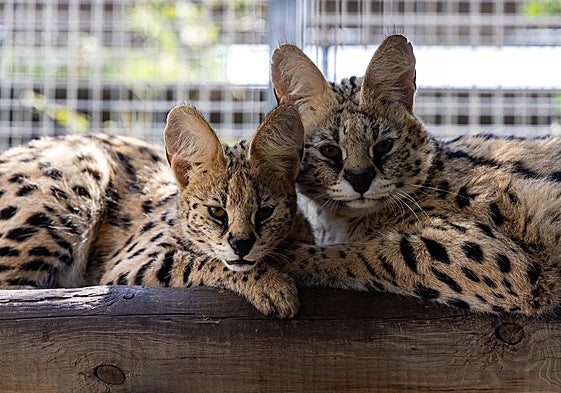 Dos de los tres felinos salvajes que fueron víctimas del tráfico ilegal de animales exóticos, ya en el Oasis Wildlife Fuerteventura de La Lajita, en el municipio de Pájara.