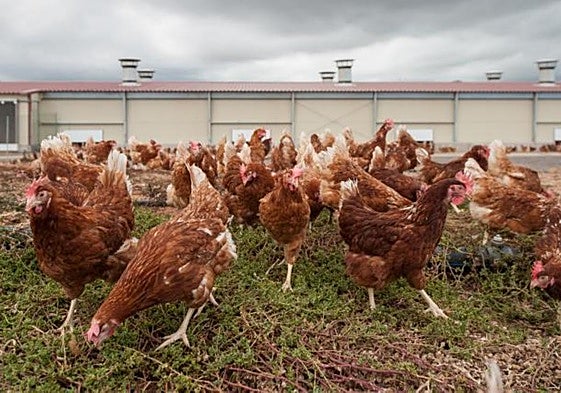 Las aves de corral criadas en suelo deberán ser recluidas en naves para evitar el riesgo de contraer gripe aviar.