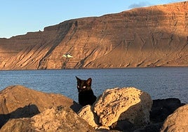 Ejemplar felino en La Graciosa.