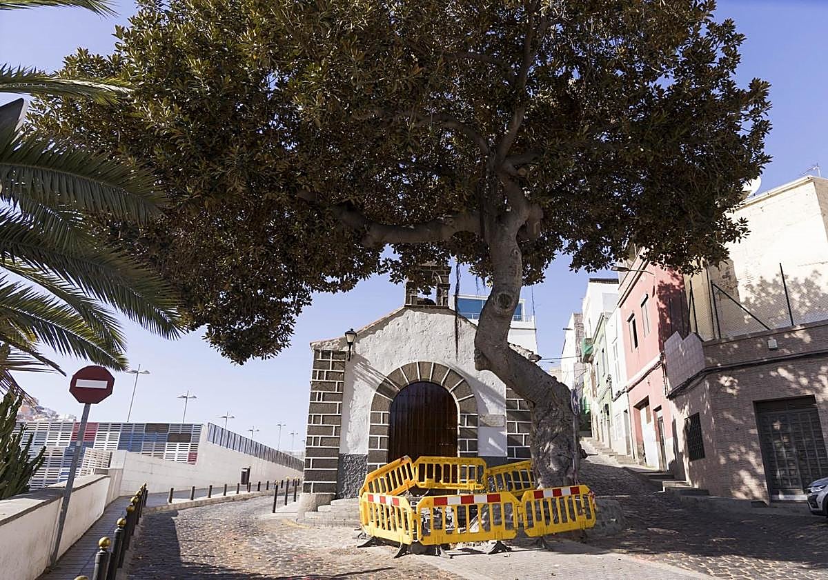 Imagen principal - Estado del entorno de la ermita de San Nicolás y el árbol de la plaza de José Casañas, que toca las casas.