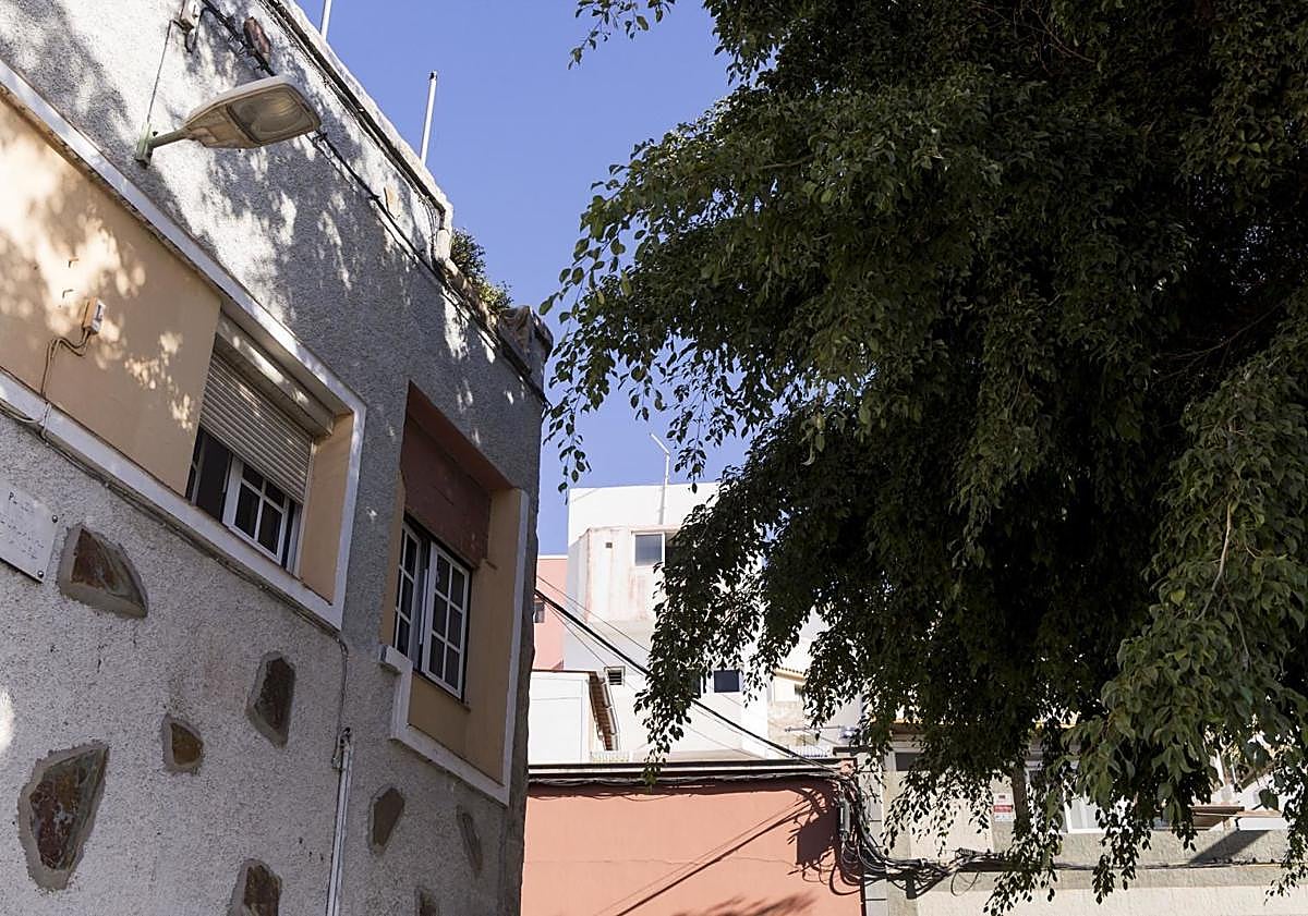 Imagen principal - Ejemplares de la plaza de José Casañas y plaza del PIlar. Los vecinos muestran el daño de las raíces en el pavimento.