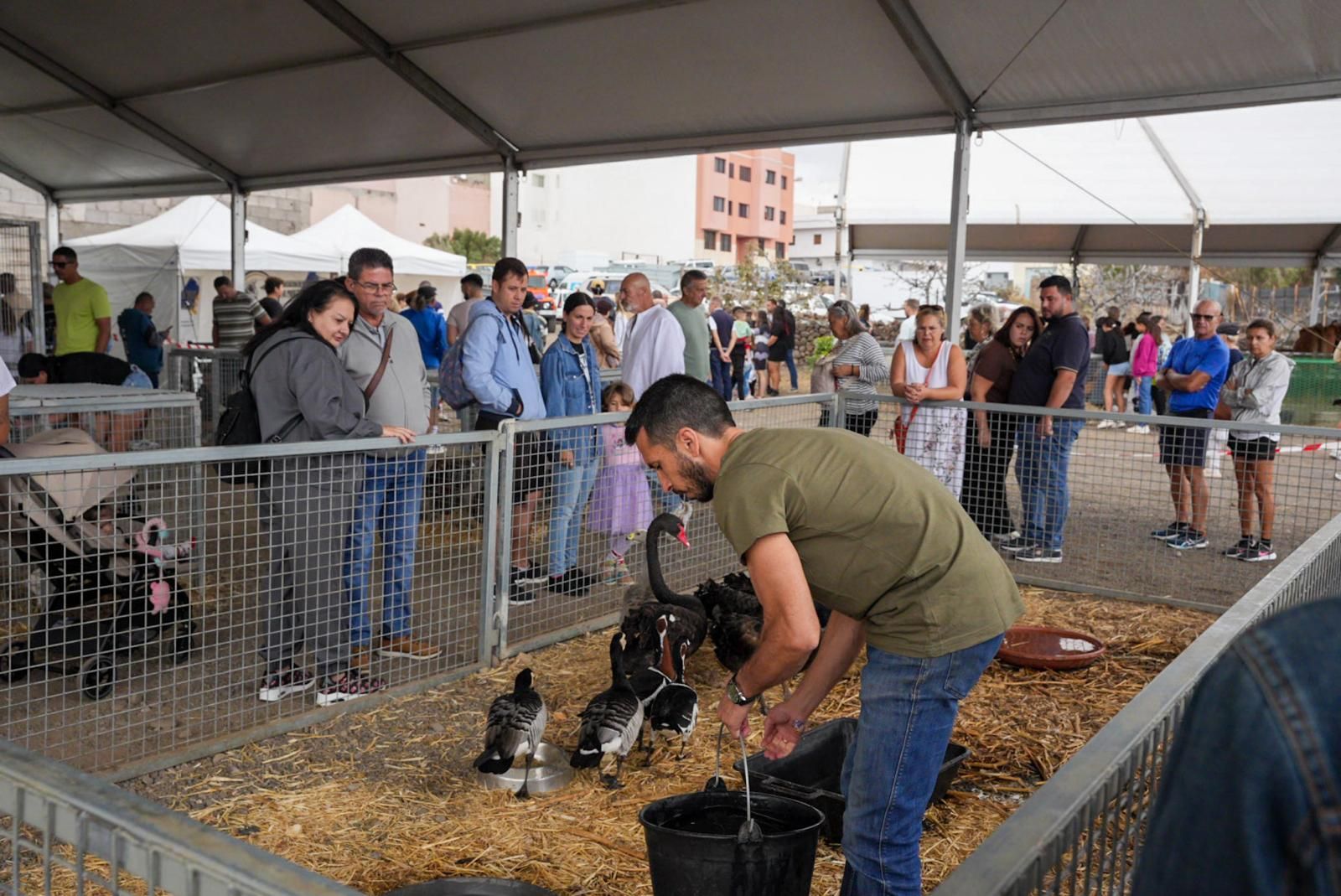 Tercer día de la Feria del Sureste en Carrizal en imágenes