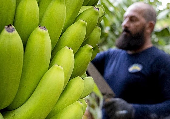 Comunicado de las organizaciones profesionales agrarias y asociaciones del sector agrario e industrial de Canarias