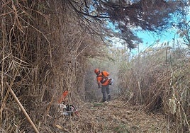Un trabajador de Gesplan poda las cañas del barranco de Gran Tarajal, en el municipio de Tuineje.