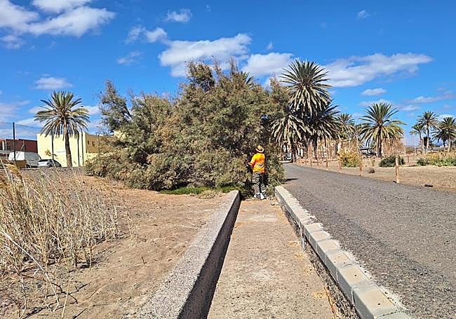 Poda de tarajal que había invadido los márgenes de la carretera de Gran Tarajal.