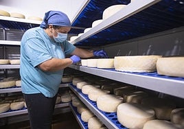 Quesos en maduración de Era del Cardón, medalla de plata en World Cheese Awards 2025.