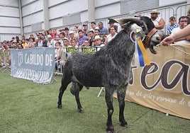 Subasta de machos en la edición pasada de Feaga, uno de los actos más populares de la muestra.