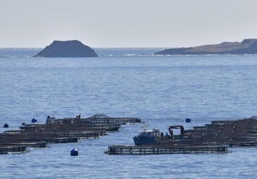 El vertido en la costa este de Gran Canaria deja un saldo de 1.500 toneladas de lubinas muertas