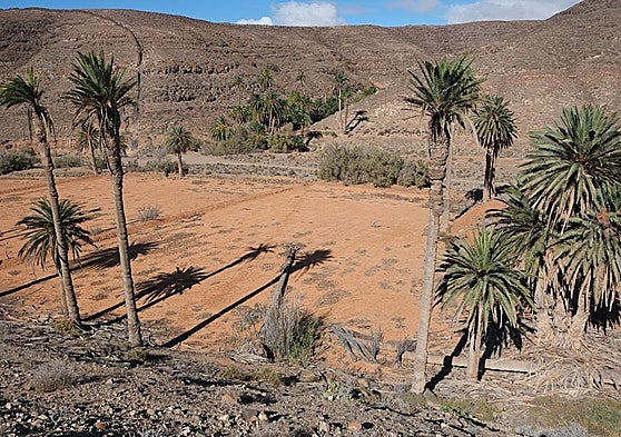 Dos ejemplares muertos y caídos sobre las gavias de la finca de Ajuy, en el Parque Rural de Betancuria, frente a la Madre del Agua.