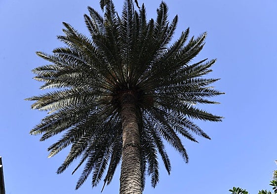Imagen de archivo de una palmera en Gran Canaria.