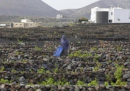 Cuidado de parras el pasado verano.