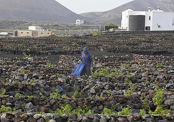 Cuidado de parras el pasado verano.