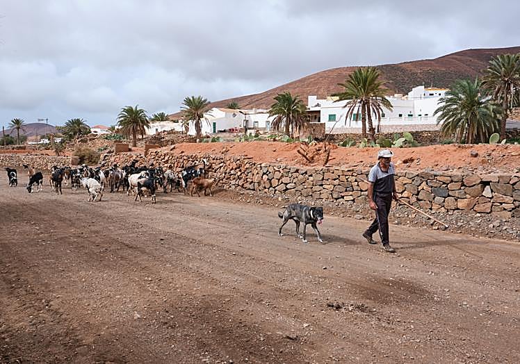 Por el barranco y bajo el puente de Toto, las cabras se dirigen al bebedero.