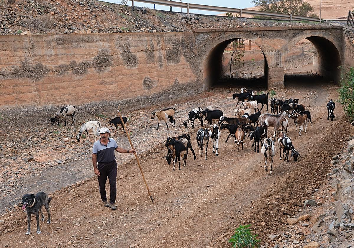 Imagen principal - Paco conduce las cabras adultas hasta el pozo, los baifos y machorras se quedan en el corral.