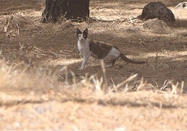 Un gato cimarrón en los pinares de Gran Canaria, donde hay varias colonias.